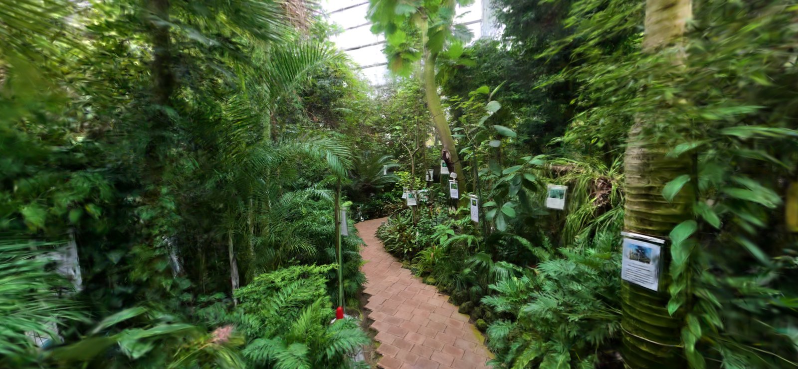 植物園の熱帯果樹温室